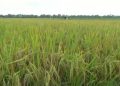 Kementan Genjot Produksi Padi Provinsi Lampung Lewat Gerakan IP400