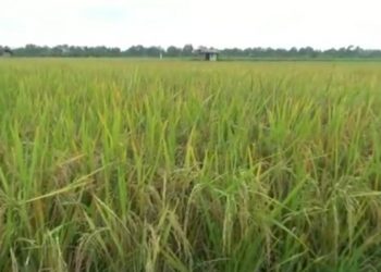 Kementan Genjot Produksi Padi Provinsi Lampung Lewat Gerakan IP400