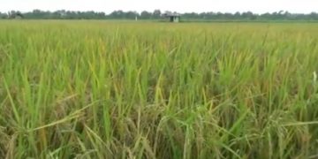 Kementan Genjot Produksi Padi Provinsi Lampung Lewat Gerakan IP400