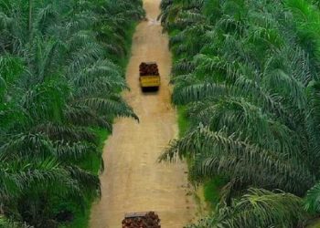 Laporan Keuangan Teladan Prima Agro (TLDN) 2021 Mencatat Kenaikan Laba Sebesar 129% Menjadi Rp 531,2 Miliar