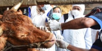 Cegah Penyebaran PMK pada Hewan, Menko Airlangga: 3 Juta Vaksin Sudah Ada di Indonesia