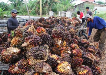 Gara-Gara Larangan Ekspor CPO, Nilai Tukar Petani Anjlok