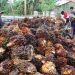 Gara-Gara Larangan Ekspor CPO, Nilai Tukar Petani Anjlok
