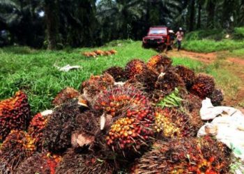 Harga CPO 16-30 September 2022 Turun 8,96 persen