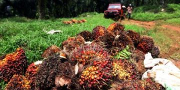 Harga CPO 16-30 September 2022 Turun 8,96 persen