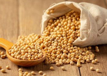 Stok Kedelai Aman, Tapi Harga Masih Tinggi