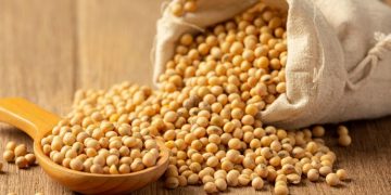 Stok Kedelai Aman, Tapi Harga Masih Tinggi