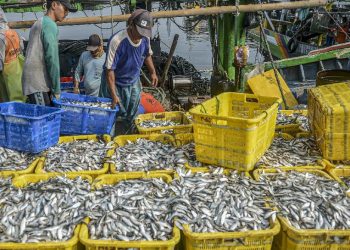 Neraca Dagang Perikanan Surplus 5 Miliar Dolar AS