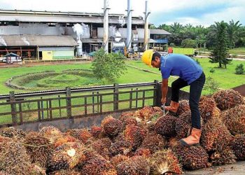 Kapasitas Produksi Pabrik Sawit Indonesia Capai 17,5 Juta Kiloliter