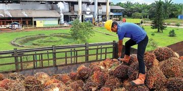 Kapasitas Produksi Pabrik Sawit Indonesia Capai 17,5 Juta Kiloliter