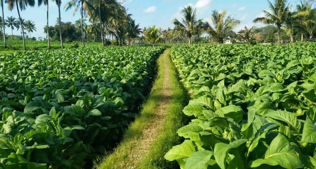 Penyelesaian Kawasan Industri Hasil Tembakau Sumenep Dikebut