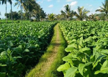 Penyelesaian Kawasan Industri Hasil Tembakau Sumenep Dikebut