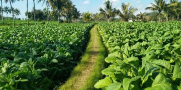 Penyelesaian Kawasan Industri Hasil Tembakau Sumenep Dikebut