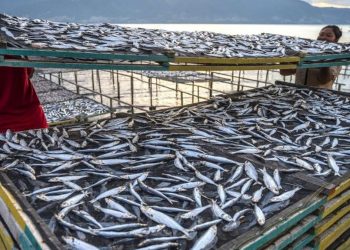 Produk PT Perikanan Indonesia Sudah Kantongi Sertifikat Halal