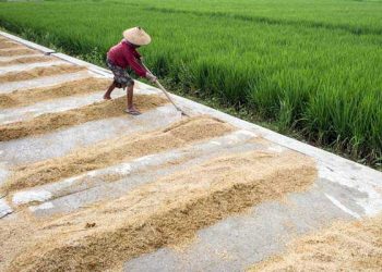 Antisipasi Elnino, Badan Pangan Nasional Perkuat Stok CPP