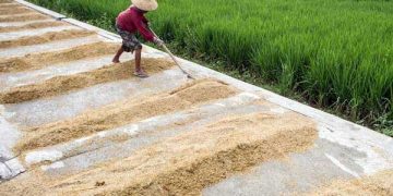 Antisipasi Elnino, Badan Pangan Nasional Perkuat Stok CPP