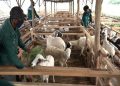 Sambut Idul Adha 1444 H, BSI Berikan Hewan Kurban pada Nasabah Setia