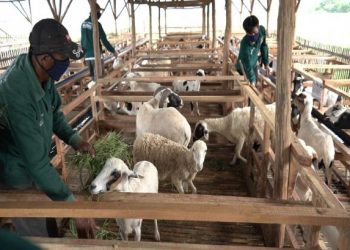 Sambut Idul Adha 1444 H, BSI Berikan Hewan Kurban pada Nasabah Setia