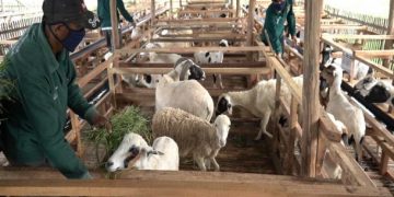 Sambut Idul Adha 1444 H, BSI Berikan Hewan Kurban pada Nasabah Setia