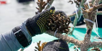 MARS Mencanangkan “The Big Build” – Kemitraan Restorasi Terumbu Karang Terbesar denganSkalabilitas Global