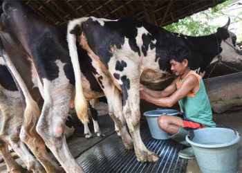 Produktivitas Industri Sapi Perah di Tanah Air masih Rendah, Ini Kata Kemenperin