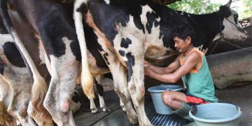 Produktivitas Industri Sapi Perah di Tanah Air masih Rendah, Ini Kata Kemenperin