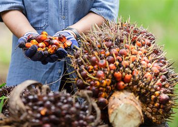 Harga CPO Indonesia Ditargetkan Terbentuk di Awal 2024