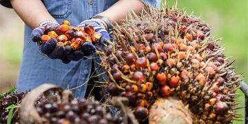 Harga CPO Indonesia Ditargetkan Terbentuk di Awal 2024