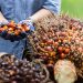Harga CPO Indonesia Ditargetkan Terbentuk di Awal 2024