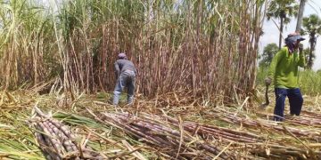 Pemerintah RI Berencana Bangun Proyek Estate Sugar Cane