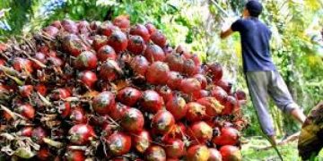 PTPN Dimerger jadi PalmCo dan SupportingCo, Indonesia Bakal Jadi Raja Sawit Dunia