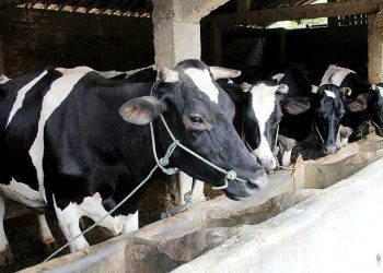 Pengusaha Setuju Rencana Capres Prabowo untuk Impor Sapi Perah demi Penuhi Kebutuhan Susu