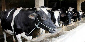 Pengusaha Setuju Rencana Capres Prabowo untuk Impor Sapi Perah demi Penuhi Kebutuhan Susu