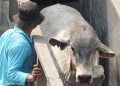 ID FOOD: 2.350 Ekor Sapi Hidup Impor dari Australia akan Masuk Sebelum Lebaran