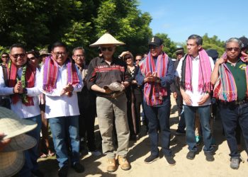 Dukung Perkembangan Pertanian & Pangan Dunia,Petrokimia Gresik Bersama Pupuk Indonesia Berhasil Tingkatkan Produktivitas Padi Di Timor Leste Hingga 7,5 Ton/Ha