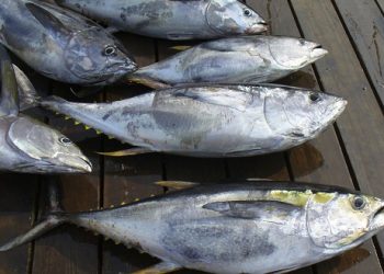 Produksi Tuna RI Capai 1,49 Juta Ton per Tahun