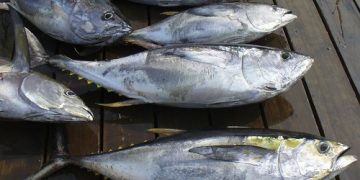 Produksi Tuna RI Capai 1,49 Juta Ton per Tahun