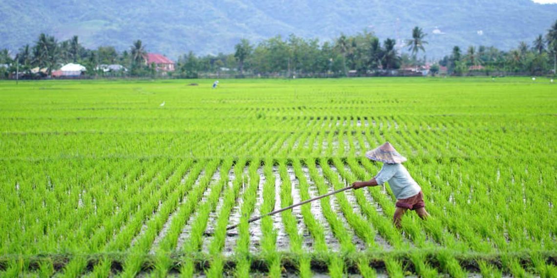 Cetak Sawah 3 Juta Ha Bikin Indonesia Bebas Impor 30 Tahun
