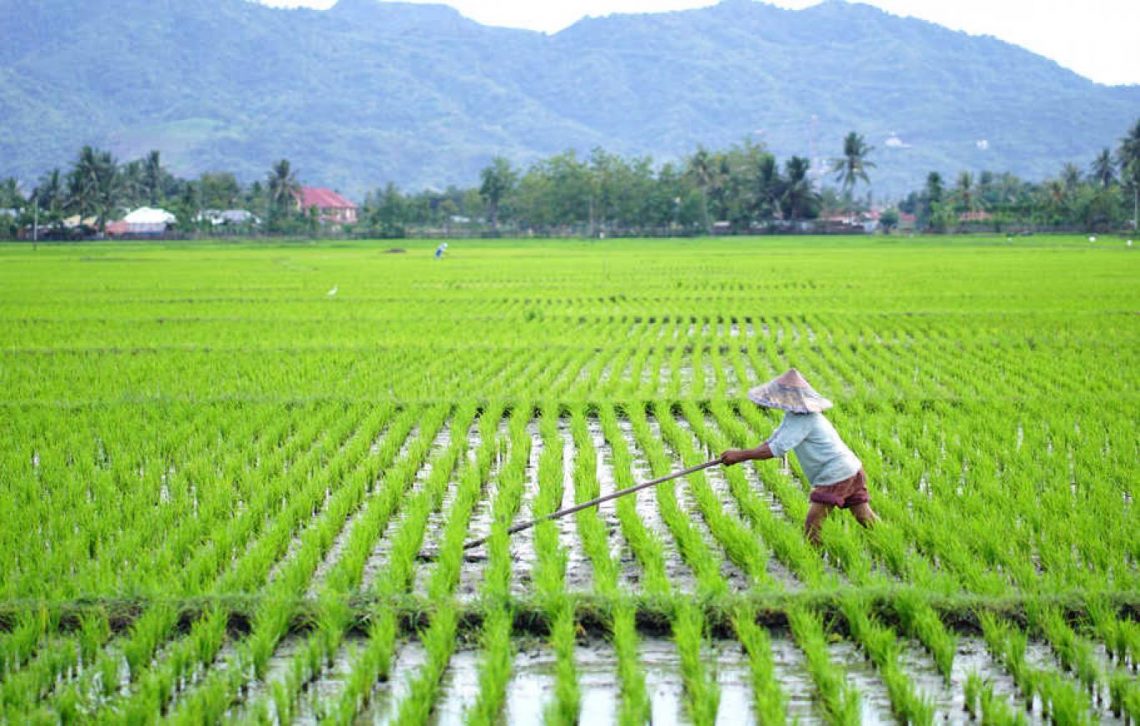 Cetak Sawah 3 Juta Ha Bikin Indonesia Bebas Impor 30 Tahun