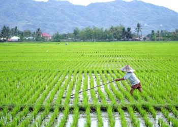 Cetak Sawah 3 Juta Ha Bikin Indonesia Bebas Impor 30 Tahun