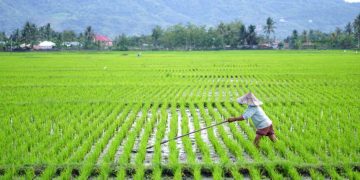 Cetak Sawah 3 Juta Ha Bikin Indonesia Bebas Impor 30 Tahun