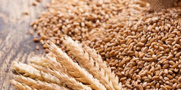 Menko Zulhas Bakal Buka Keran Impor Gandum untuk Pakan Ternak