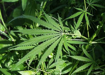 BNNP: Lebih dari 80 Ribu Warga Aceh Terjerat Ganja, Ancaman Serius Narkotika Jenis Ini