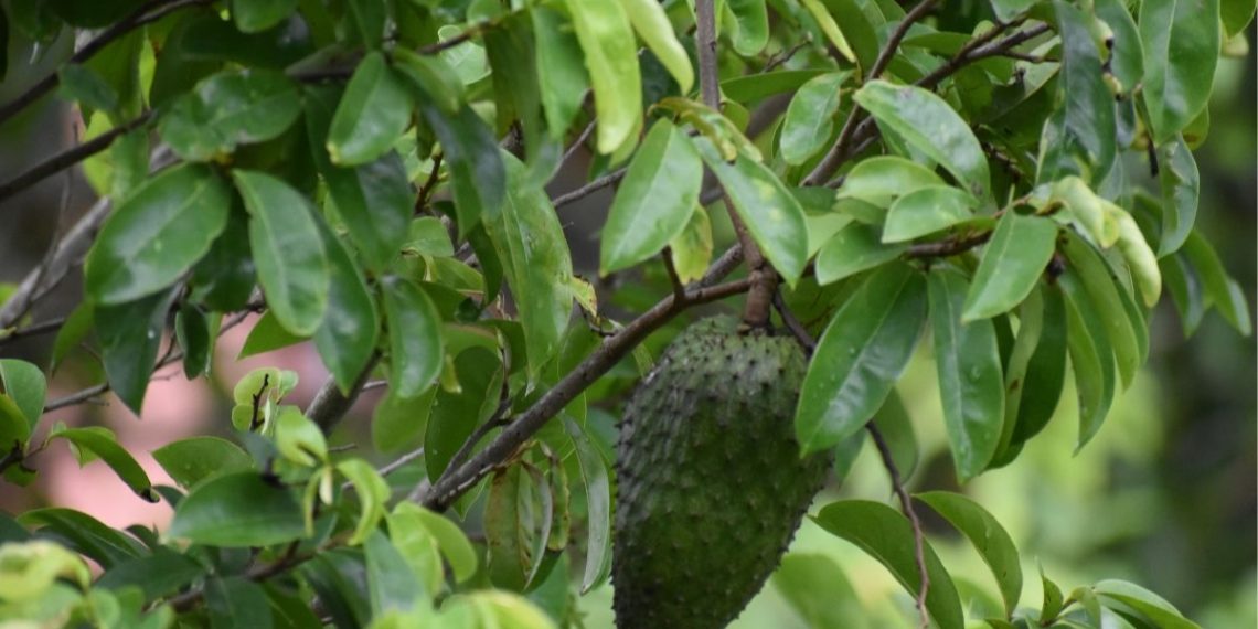 Apakah Daun Sirsak dan Pare Benar-Benar Membantu Mengatasi Diabetes?