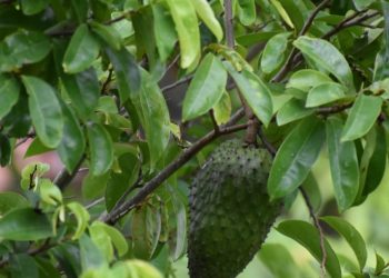 Apakah Daun Sirsak dan Pare Benar-Benar Membantu Mengatasi Diabetes?