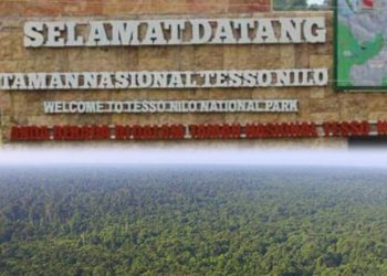 Pemerintah Diminta Bertindak Tegas Atasi Krisis Lingkungan di Tesso Nilo