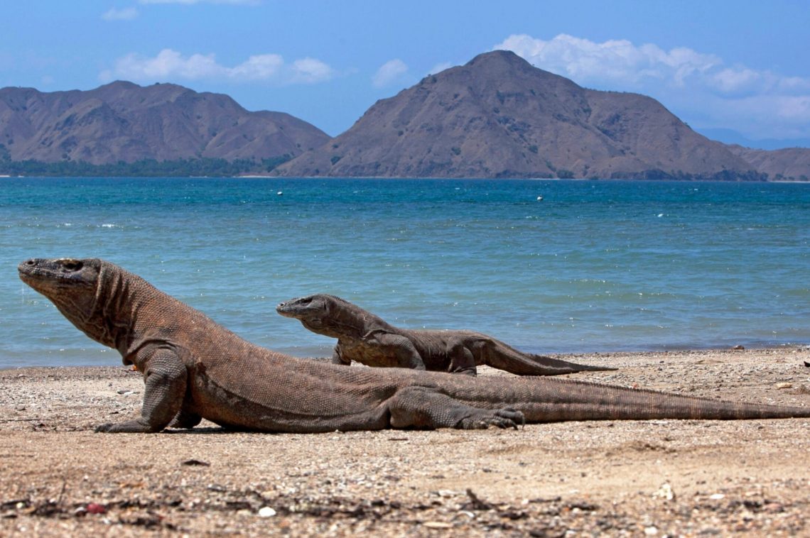 BBC Tetapkan Pulau Komodo sebagai Destinasi Wisata Terbaik Dunia 2026