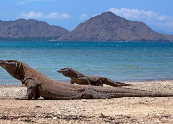 BBC Tetapkan Pulau Komodo sebagai Destinasi Wisata Terbaik Dunia 2026