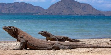 BBC Tetapkan Pulau Komodo sebagai Destinasi Wisata Terbaik Dunia 2026