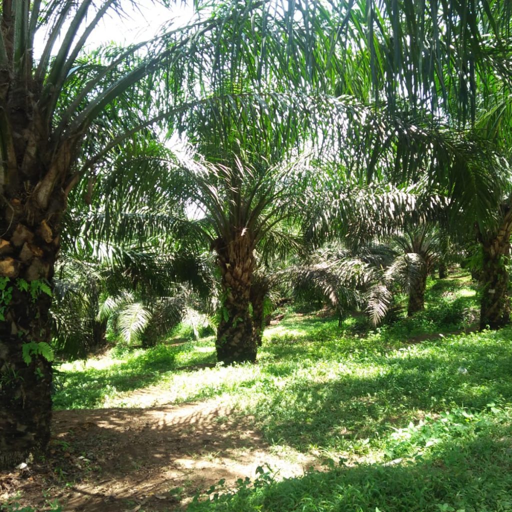 POPSI Soroti Nasib Petani Usai Sawit Disebut “Miracle Crop” oleh Presiden